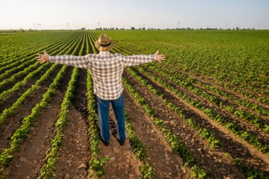 Tatmin olmuş kıdemli çiftçi büyüyen soya fasulyesi tarlasında kollarını açmış bekliyor..