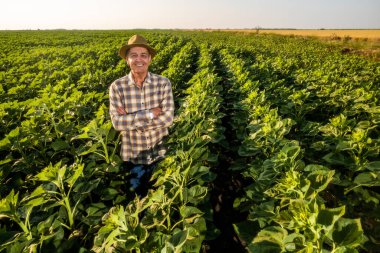 Mutlu kıdemli çiftçi büyüyen ayçiçeği tarlasında duruyor. Kameraya bakıyor ve gülümsüyor..
