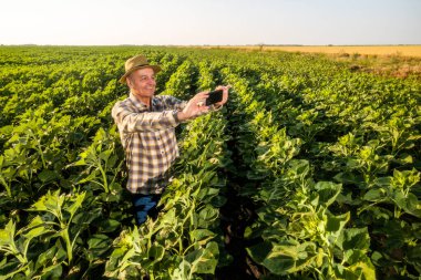 Tatmin olmuş kıdemli çiftçi, büyüyen ayçiçeği tarlasında duruyor ve tarım tarlalarının videosunu çekiyor..