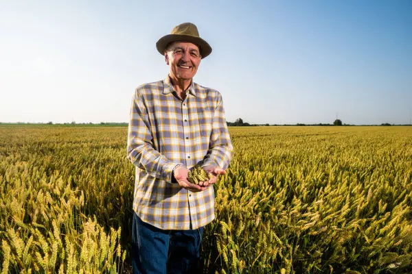 Kıdemli çiftçi büyüyen buğday tarlasında duruyor. Ekinleri elinde tutuyor..