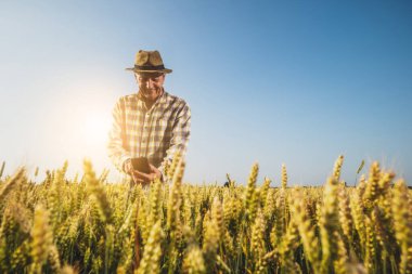 Kıdemli çiftçi buğday tarlasında duruyor ve ekinlerin fotoğraflarını çekiyor. Bitkilerin gelişimini inceliyor..
