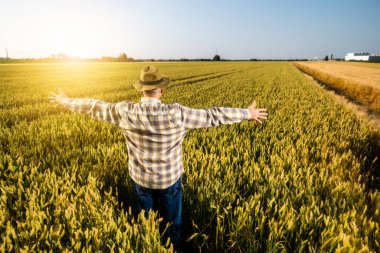 Sunset 'teki buğday tarlasında kıdemli bir adam duruyor. Çiftçi ekinlerin büyümesinden memnun..