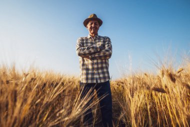 Kıdemli çiftçi büyüyen buğday tarlasında duruyor. Ekinlerin büyümesinden memnun..