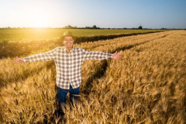 Mutlu kıdemli adam gün batımında büyüyen buğday tarlasında duruyor. Çiftçi ekinlerin büyümesinden memnun. Buğday tarlasında mutlu kıdemli adamın portresi..