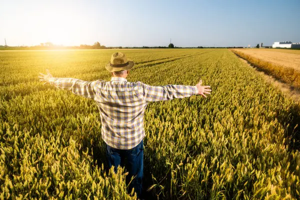 Sunset 'teki buğday tarlasında kıdemli bir adam duruyor. Çiftçi ekinlerin büyümesinden memnun..