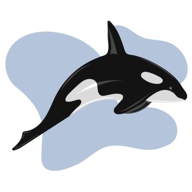 Killer whale jumping in water. Marine dweller