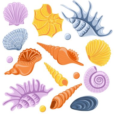 Set of different sea shells. Marine dwellers. Concept of sea and ocean life
