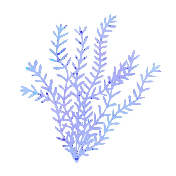 Algae Seaweed Botanical Illustration Underwater Flora Sea Plants Concept Sea — 스톡 벡터