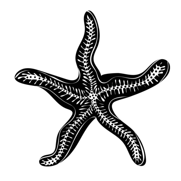 Silhouette Starfish Marine Dweller Concept Sea Ocean Life — Stock Vector