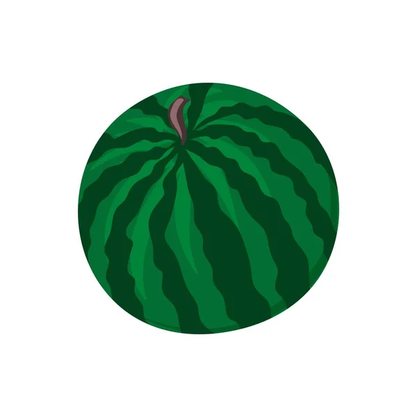 Hela Vattenmelonen Gröna Randiga Bär Med Röd Fruktkött Och Bruna — Stock vektor