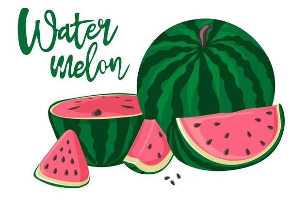 Vattenmeloner Hela Halva Och Skivor Gröna Randiga Bär Med Röd — Stock vektor