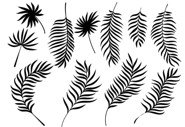 Silhouette Feuilles Palmier Été Flore Exotique — Image vectorielle