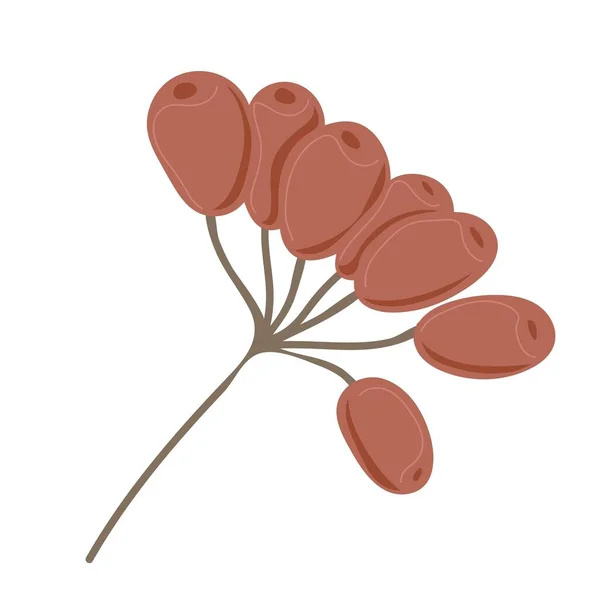Simple Ramita Otoño Con Bayas Rowanberry Viburnum Elemento Dibujado Mano — Vector de stock
