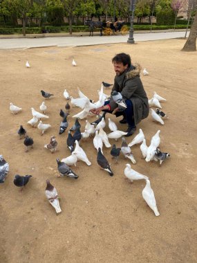 Genç sakallı adam Maria Luisa Parkı 'nda bir grup güvercini besliyor.