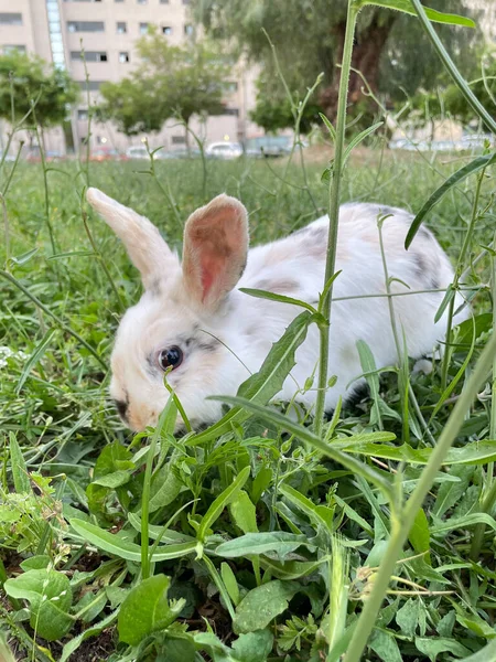 Beautiful White Rabbit Playing Green Grasses Some Apartments Background — Stock Photo, Image
