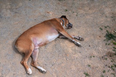 Boksör köpeği kumlu zeminde dinleniyor.