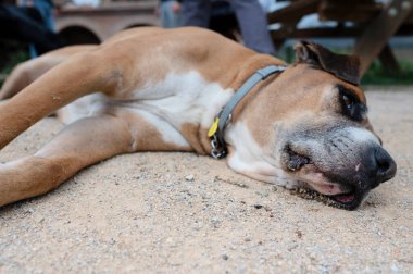 Yerde yatan bir boksör köpeğinin kafasının yakın çekimi.