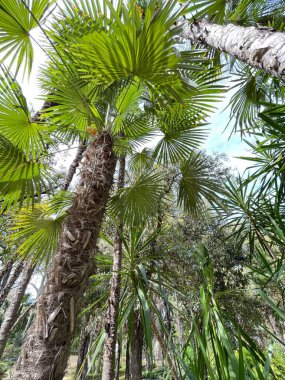 Mavi gökyüzü arkaplanı ve bulutları olan palmiye ağaçları.