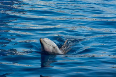 Yunus meraklı bir şekilde seyircisine bakar.