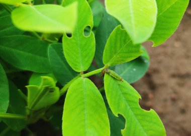 Fıstık bitkisinin üzerinde yeşil fasulye ağacıyla çözünmüş sarı çiçekler