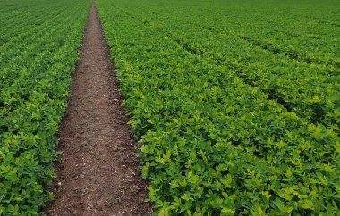 Fıstık bitkisinin üzerinde yeşil fasulye ağacıyla çözünmüş sarı çiçekler