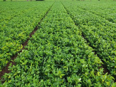 Fıstık bitkisinin üzerinde yeşil fasulye ağacıyla çözünmüş sarı çiçekler