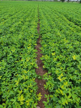 Güzel, küçük bir çiçek ve bahçede yeşil yapraklar. arka plan, küçük sarı, yeşil Arachis pintoi yaprağı, Pinto fıstığı yer seviyesinden daha yüksekte büyüyen bir tür fındık..