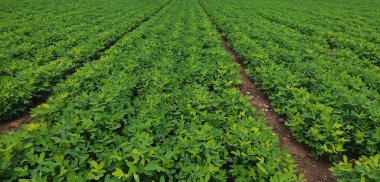 Güzel, küçük bir çiçek ve bahçede yeşil yapraklar. arka plan, küçük sarı, yeşil Arachis pintoi yaprağı, Pinto fıstığı yer seviyesinden daha yüksekte büyüyen bir tür fındık..