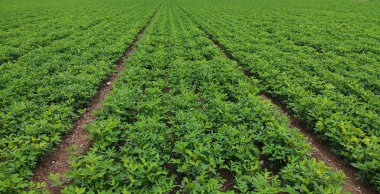 Fıstık yaprağı hasarı hastalık ve haşere, tarlada mahsul ekimi.