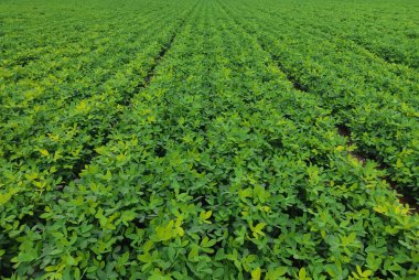 Güzel, küçük bir çiçek ve bahçede yeşil yapraklar. arka plan, küçük sarı, yeşil Arachis pintoi yaprağı, Pinto fıstığı yer seviyesinden daha yüksekte büyüyen bir tür fındık..