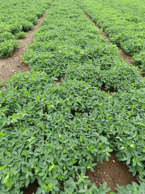 Fıstık tarlası, organik tarım arazileri Hindistan 'daki bu organik ve verimli tarım arazisine çeşitli katmanlar eklenir. Yerfıstığı tarlası, yer fıstığı ağacı, yer fıstığı tarlaları.