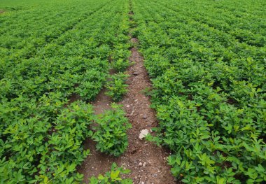Fıstık yaprağı hasarı hastalık ve haşere, tarlada mahsul ekimi.