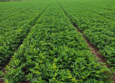 Fıstık tarlası, organik tarım arazileri Hindistan 'daki bu organik ve verimli tarım arazisine çeşitli katmanlar eklenir. Yerfıstığı tarlası, yer fıstığı ağacı, yer fıstığı tarlaları.