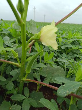 Bamya bitkisi, ağaçta bamya, taze bamya bitkisi. Kaldırılmış yataktaki ağaca yakın çekimde bamya.