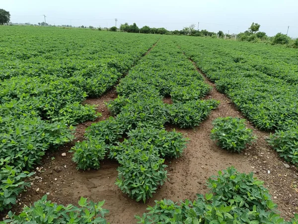 peanuts farm, Organic Farm Land Crops In India multiple layers of mountains add to this organic and fertile farm land in India, Peanut Field, Peanut tree, Peanut plantation fields