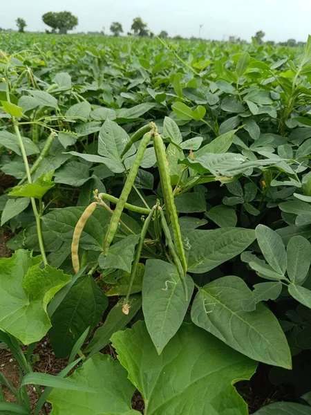 Flower of Ladies finger plant, also known as bhendi, bhindi, bamia, ochro or gumbo, is a flowering plant in the mallow family. It is valued for its edible green seed pods