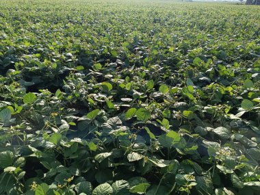 Mung fasulyesi tarlaları, Mung fasülyesi yeşil kabukları (Vigna radiata) ve mung fasulyesi yaprakları tarla sapında yakın tarlalar