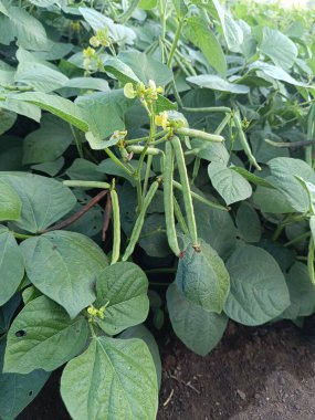 Mung fasulyesi tarlaları, Mung fasülyesi yeşil kabukları (Vigna radiata) ve mung fasulyesi yaprakları tarla sapında yakın tarlalar