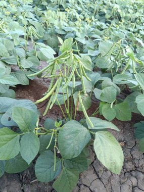 Mung fasulyesi tarlaları, Mung fasülyesi yeşil kabukları (Vigna radiata) ve mung fasulyesi yaprakları tarla sapında yakın tarlalar