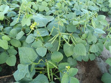 Mung fasulyesi tarlaları, Mung fasülyesi yeşil kabukları (Vigna radiata) ve mung fasulyesi yaprakları tarla sapında yakın tarlalar