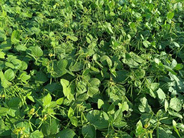 Mung fasulyesi tarlaları, Mung fasülyesi yeşil kabukları (Vigna radiata) ve mung fasulyesi yaprakları tarla sapında yakın tarlalar