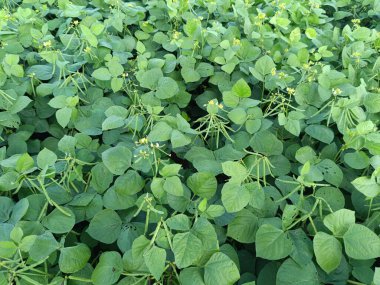 Mung fasulyesi tarlaları, Mung fasülyesi yeşil kabukları (Vigna radiata) ve mung fasulyesi yaprakları tarla sapında yakın tarlalar