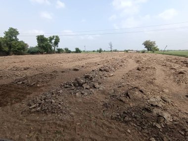 Açık arazideki inek gübresi doğal olarak çürümüş. Normalde ekinleri gübrelemek için kullanılır..