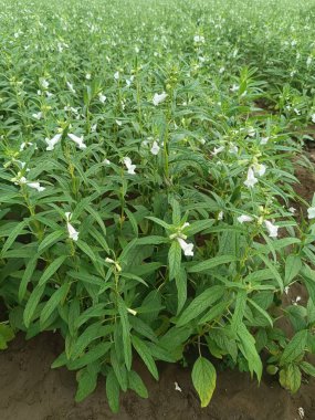 Tarladaki bitkiler, susam tohumları ve çiçekler, susam tarlası ve sağlıklı ve yeşil susam çiftliği. Susam bitkileri