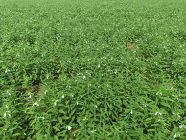 Canlı Yeşil Tarlada Çiçekli Susam Bitkisi