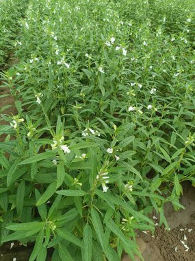 Susam tohumu çiftliği, yeşil tarlalarda yetişen susam mahsulleri Till, Flowers, Susam bitkisinin büyümesi.