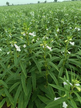 Susam tohumu çiftliği, yeşil tarlalarda yetişen susam mahsulleri Till, Flowers, Susam bitkisinin büyümesi.