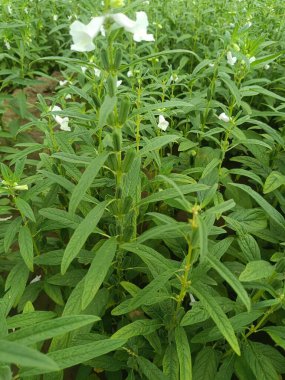 Susam, sağlık için çok yararlı bir bitkidir. Tarladaki bitkiler, susam tohumları ve çiçekler, susam tarlası ve sağlıklı ve yeşil susam tarlası..