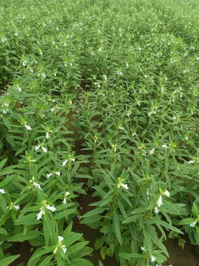 Bitkinin üzerinde susam çiçeği asılı. Benniseed, siyah benniseed, siyah susam ve sebze susamı olarak da bilinir. Susam bitkileri tarım alanında yetişiyor. Tarlada çiçek açan