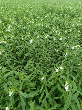 Hasat ve iş için sağlıklı ve yeşil susam çiftliği